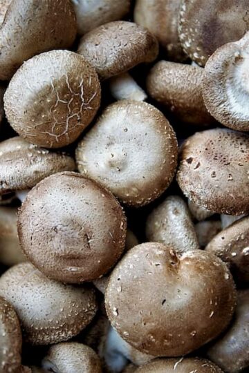 Hongos comestibles girgolas champignones